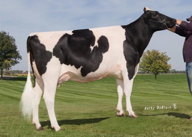 Glamour HFK55555 Zahbulls Dorcy Glamour-ET